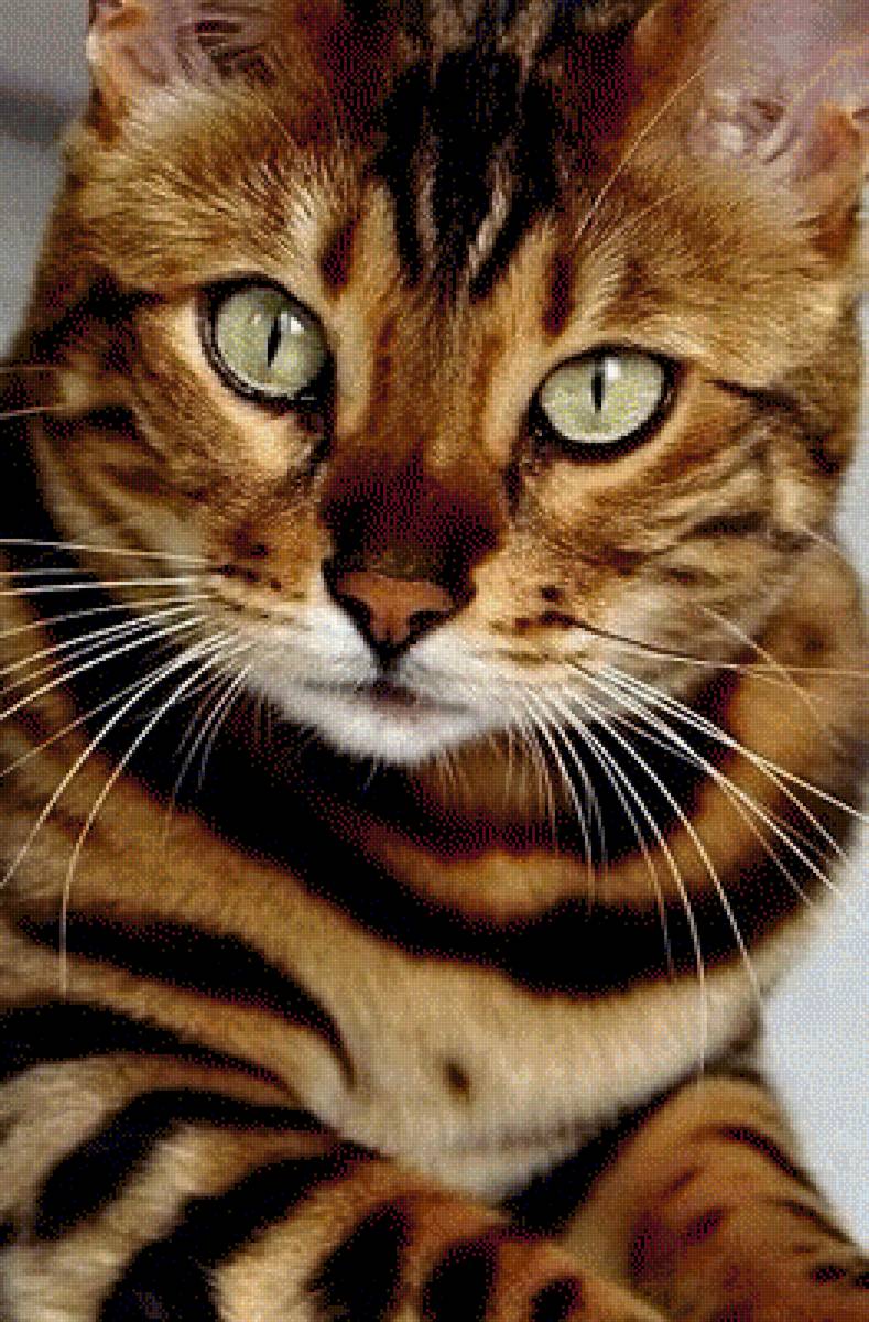 Усатый, полосатый - коты, кошки, животные - предпросмотр