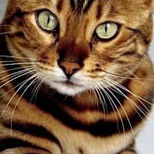 Схема вышивки «Усатый, полосатый»