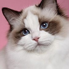 Схема вышивки «Голубоглазый»