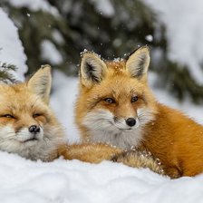 Схема вышивки «№2469298»