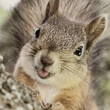 Схема вышивки «Белочка»