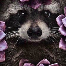 Схема вышивки «Енот»