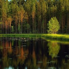 хвойный лес