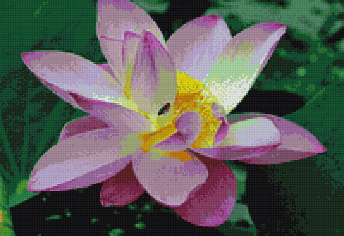 Цветок лотоса - цветок, розовый, лотос - предпросмотр