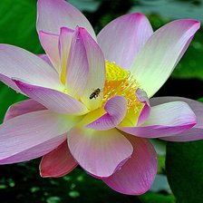 Схема вышивки «Цветок лотоса»