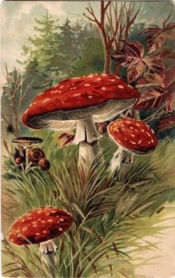 мухоморы - оригинал
