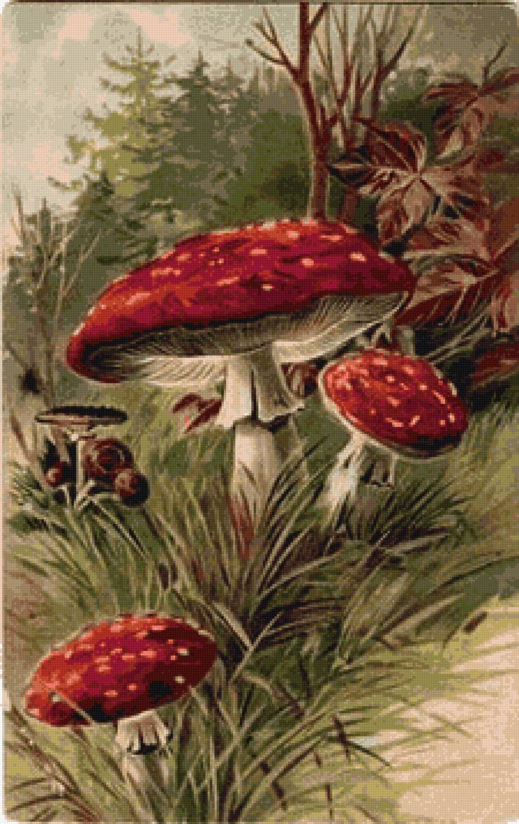 мухоморы - предпросмотр