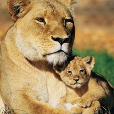 Львица и львёнок