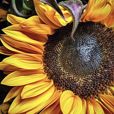 Цветок солнца