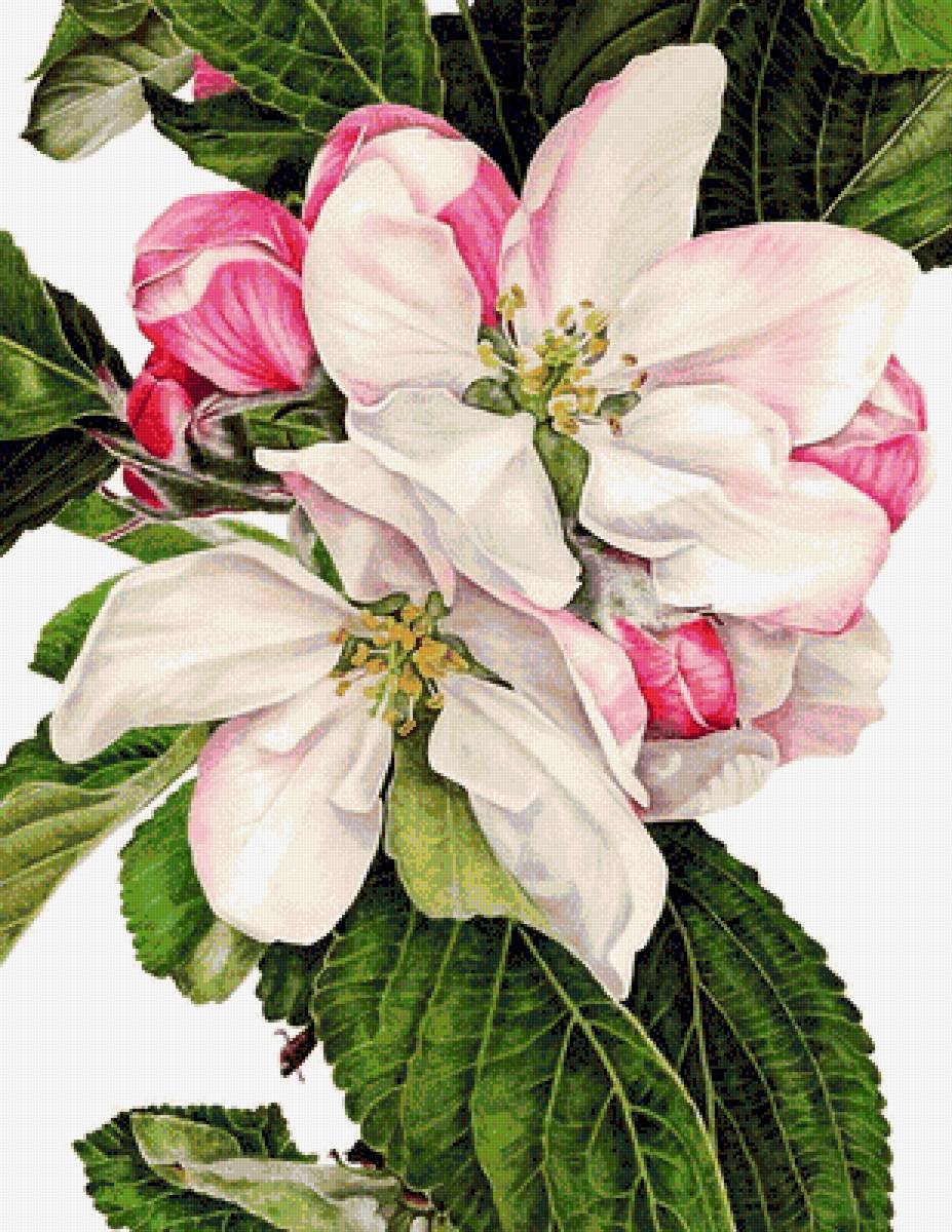 Яблоневый цвет - цветы, растения - предпросмотр