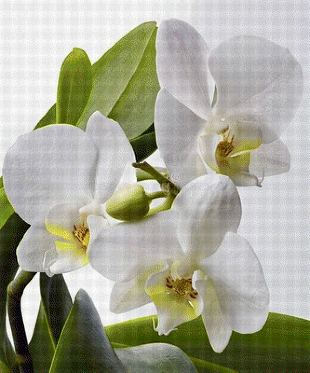 Белая орхидея - цветы, растения - предпросмотр