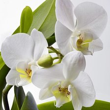 Схема вышивки «Белая орхидея»