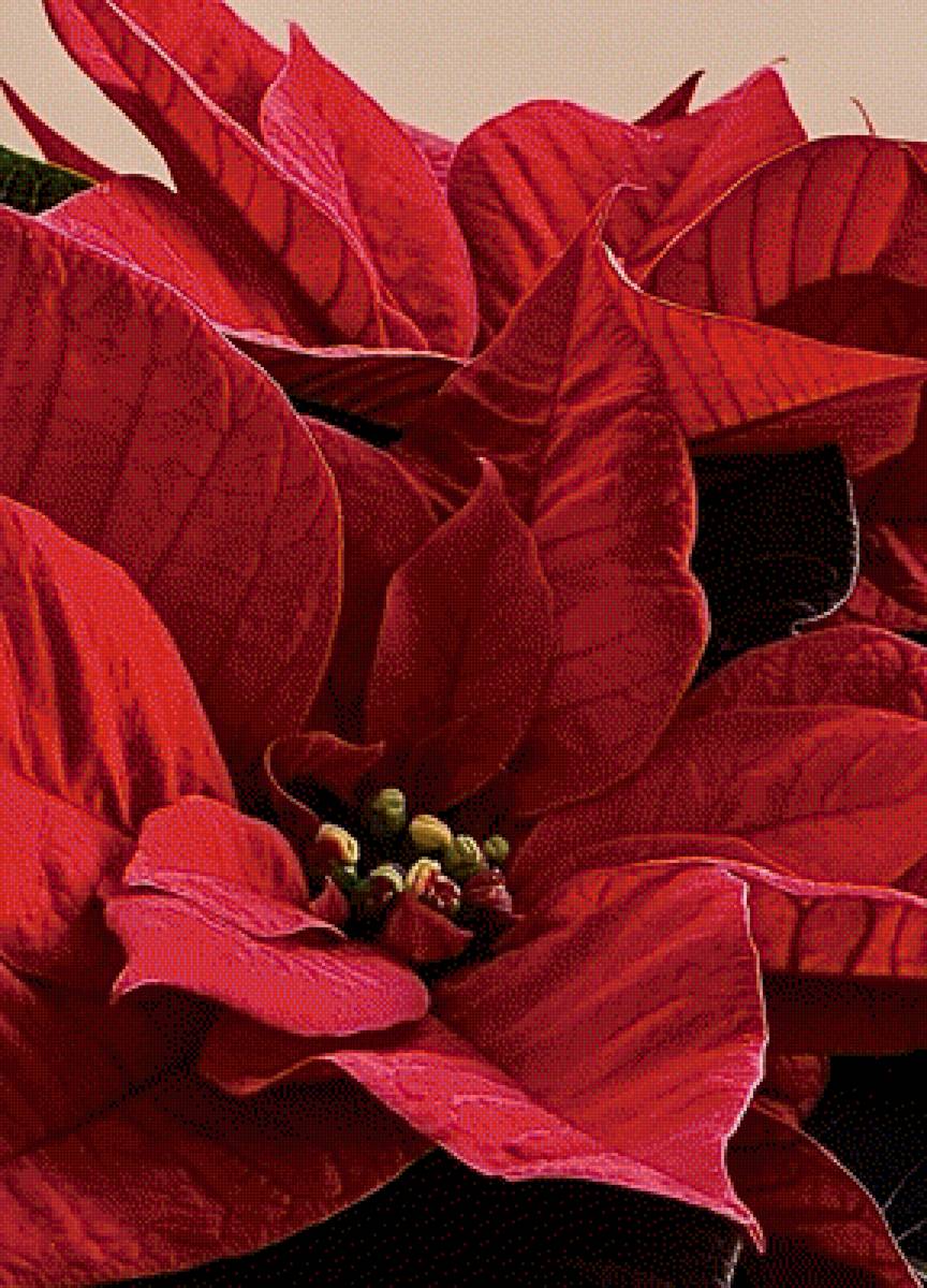 Красная пуансеттия - растения, цветы - предпросмотр