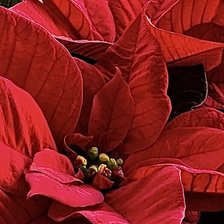 Схема вышивки «Красная пуансеттия»