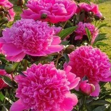 Схема вышивки «Пионы»