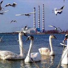 Схема вышивки «Лебеди»