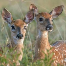 Схема вышивки «№2472225»