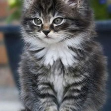 Схема вышивки «Котик»