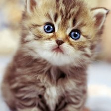 Схема вышивки «Котэ»