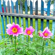 Схема вышивки «Цветы в палисаднике»