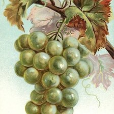 Гроздь винограда