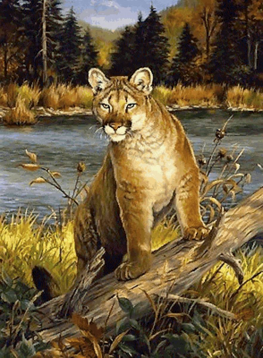 Пума - животные - предпросмотр