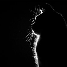 Схема вышивки «Кот»