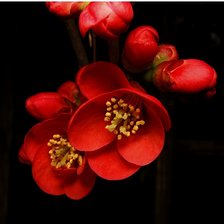 Схема вышивки «Сакура»