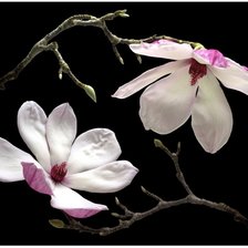 Схема вышивки «Магнолия»