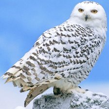 Схема вышивки «Сова»