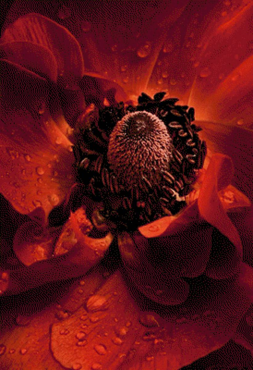 Красный мак - цветы - предпросмотр