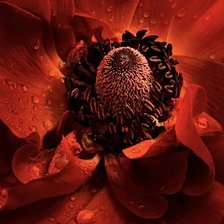 Красный мак