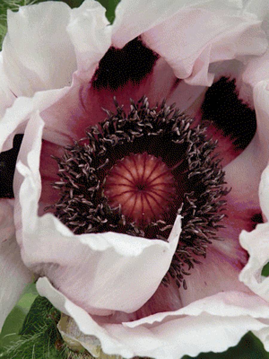 Розовый мак - цветы - предпросмотр