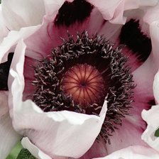 Схема вышивки «Розовый мак»