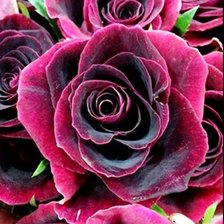 Схема вышивки «Роза»