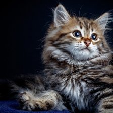 Схема вышивки «Котенок»