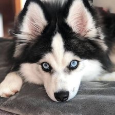 Схема вышивки «Хаски»