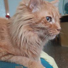 Схема вышивки «№2475616»