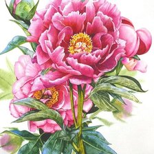 Схема вышивки «Пионы»