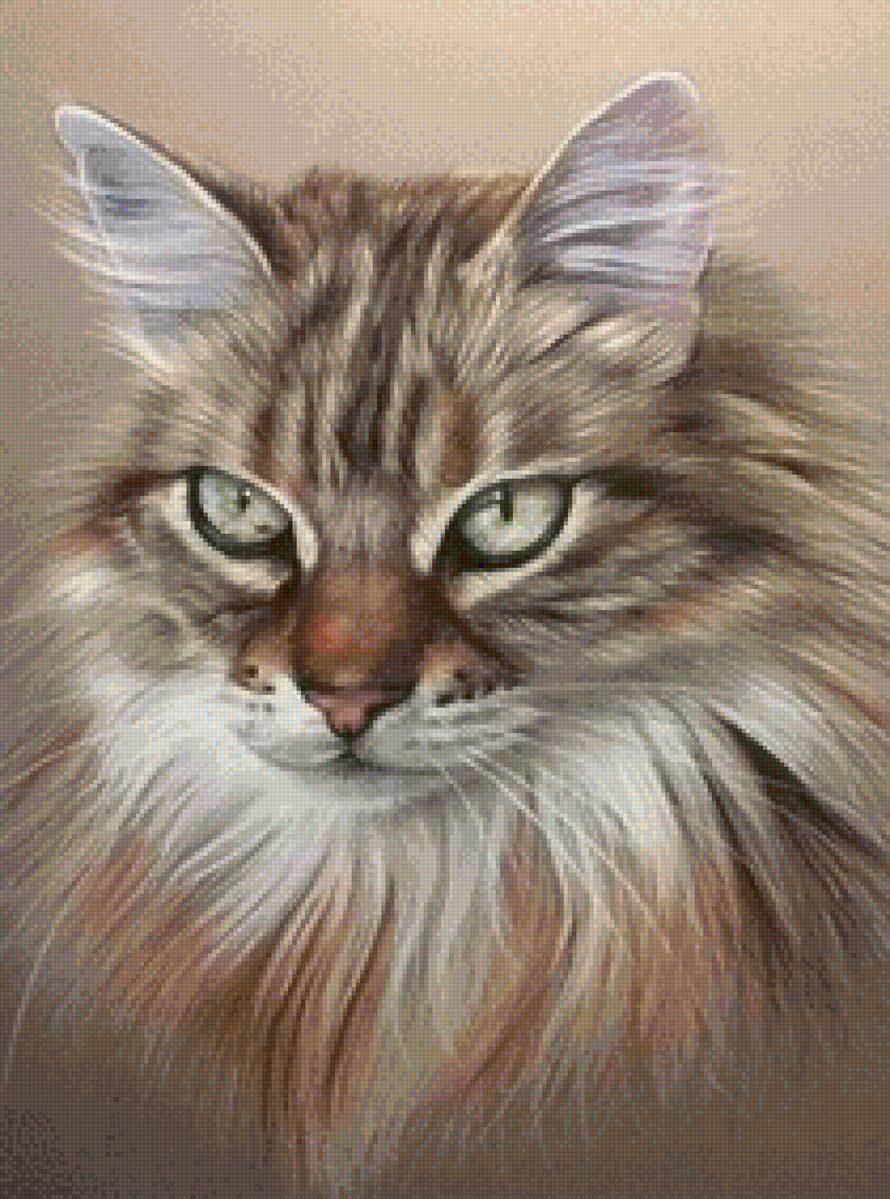 Кот - кот, милый, животные, котики - предпросмотр