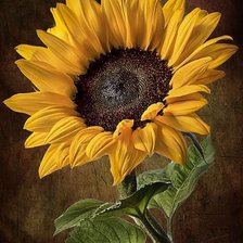 Схема вышивки «подсолнух»