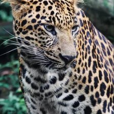 Схема вышивки «Большая киса»