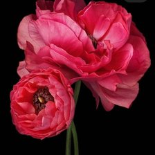 Схема вышивки «Маки»