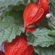 Схема вышивки «физалис»