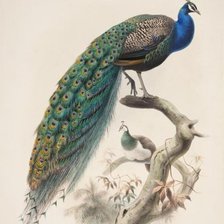 Схема вышивки «павлин»