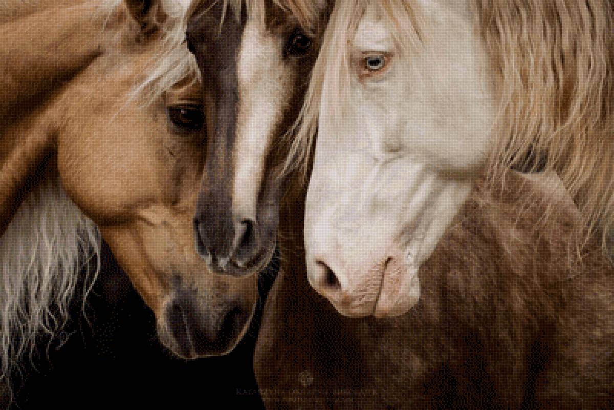 лошади - животное, лошади, лошадь, животные - предпросмотр