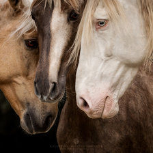Схема вышивки «лошади»