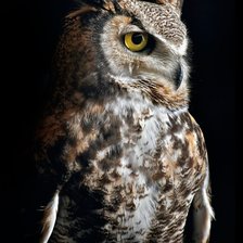 Схема вышивки «Сова»