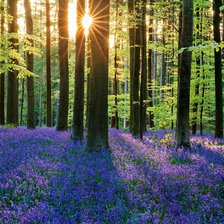 Схема вышивки «№2477537»