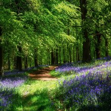 Схема вышивки «№2477553»